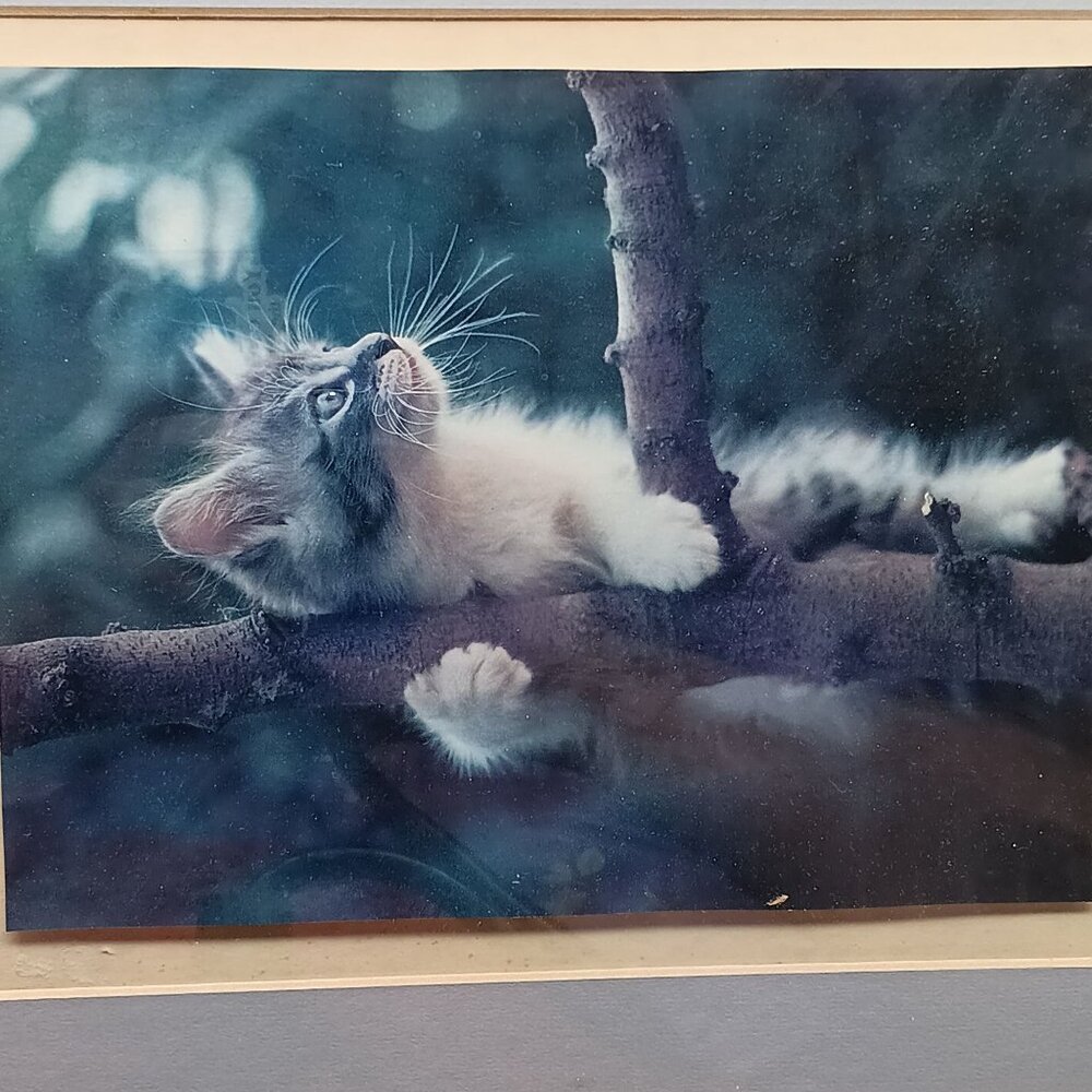 Vintage Wooden Framed Cat Photo Art Adorable Kitten on Branch - Picture 2 of 3